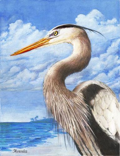 Great Blue Heron EPacket Mark Menendez